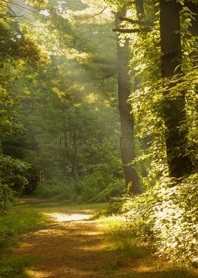 the sun shines through the trees on a path in the woods royalty images and stock photos