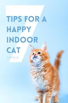 an orange and white cat standing in front of a blue background with the words tips for a happy indoor cat