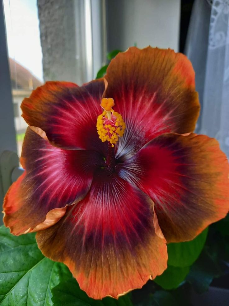 an orange and red flower sitting on top of a green leafy plant next to a window