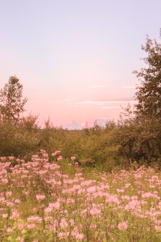 a field with lots of pink flowers and trees