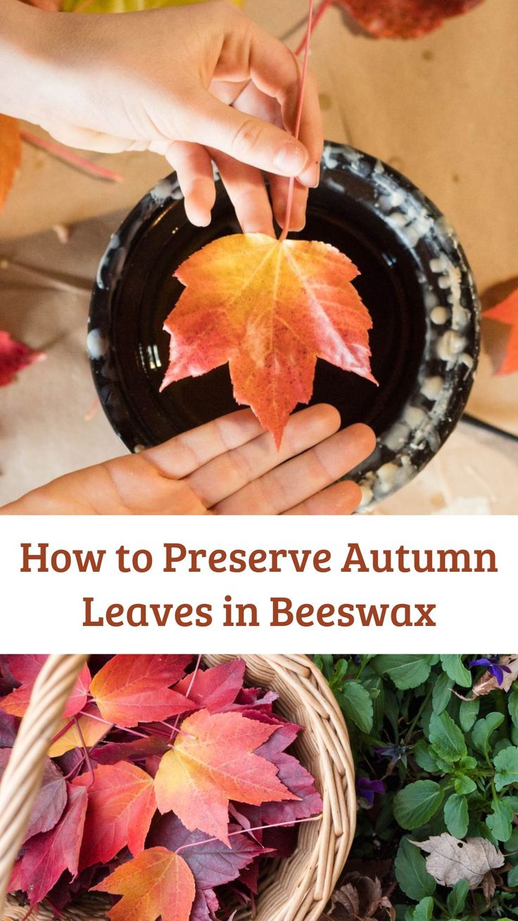 how to preserve autumn leaves in beeswax with this easy and cheap trick that you can do at home