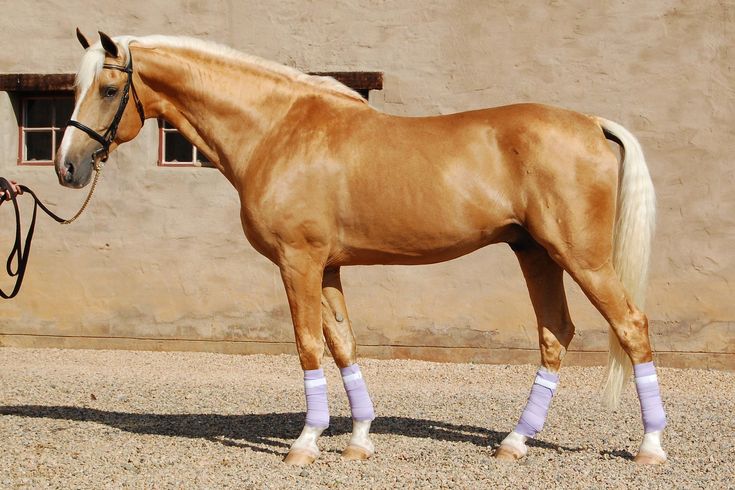 a brown horse standing next to a building with white socks on it's legs