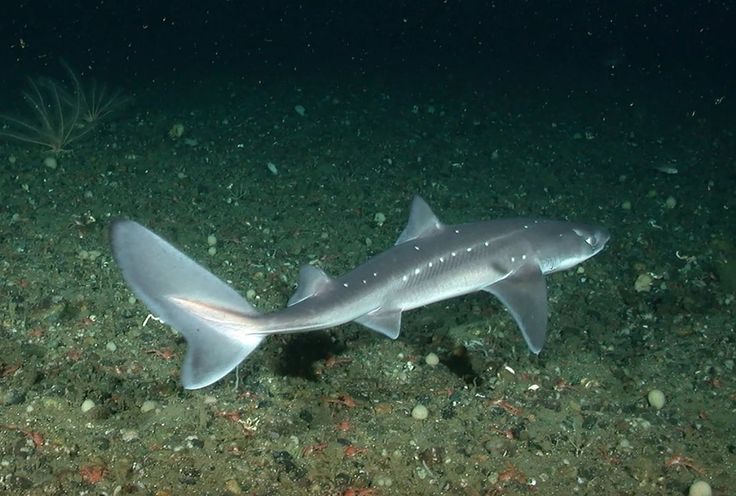 a fish that is laying on the ground