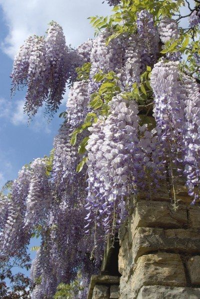 purple wisters growing on the side of a stone wall in front of a blue sky