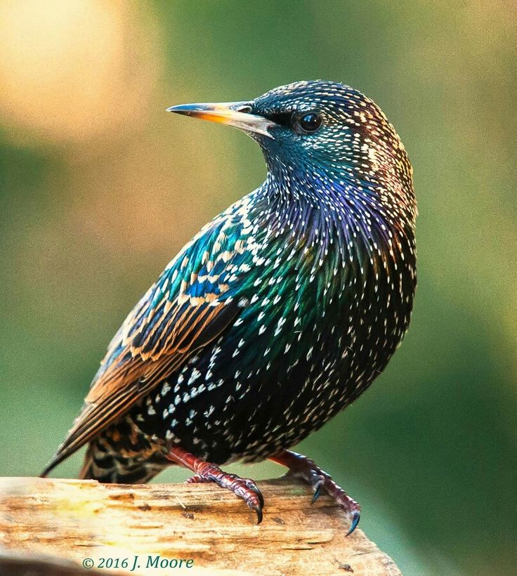 a colorful bird sitting on top of a piece of wood