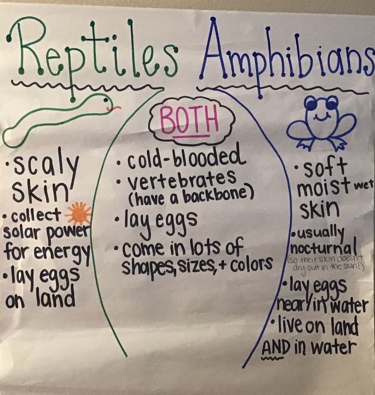 a bulletin board with words and pictures on it that say reptiles amphibians