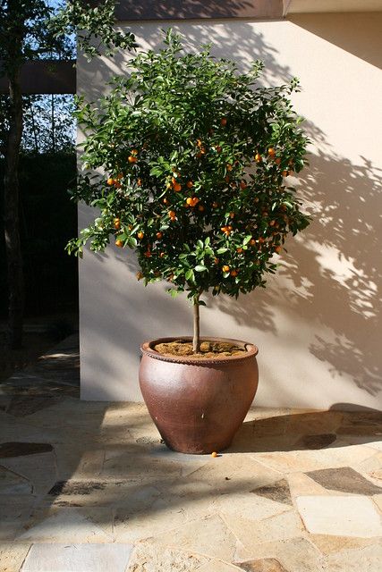 an orange tree in a pot on the ground