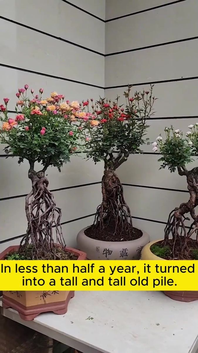 three bonsai trees are sitting on a table with the caption in less than half a year, it turned into a tall and tall old pile