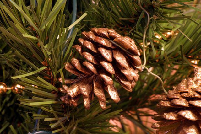 two pine cones are sitting on the tree