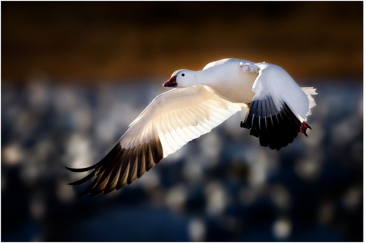 a white and black bird flying in the air with it's wings spread out