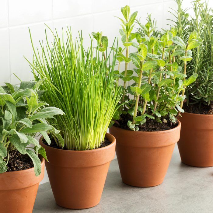 several potted plants are lined up on the counter in front of a white tile wall