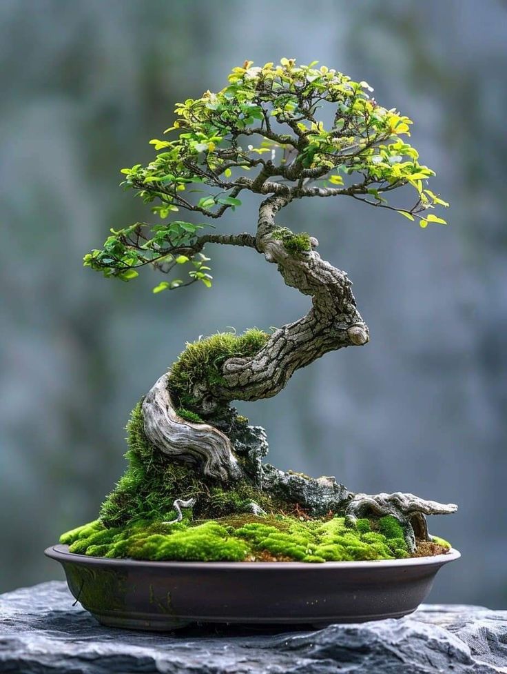 a bonsai tree in a bowl with moss growing on it