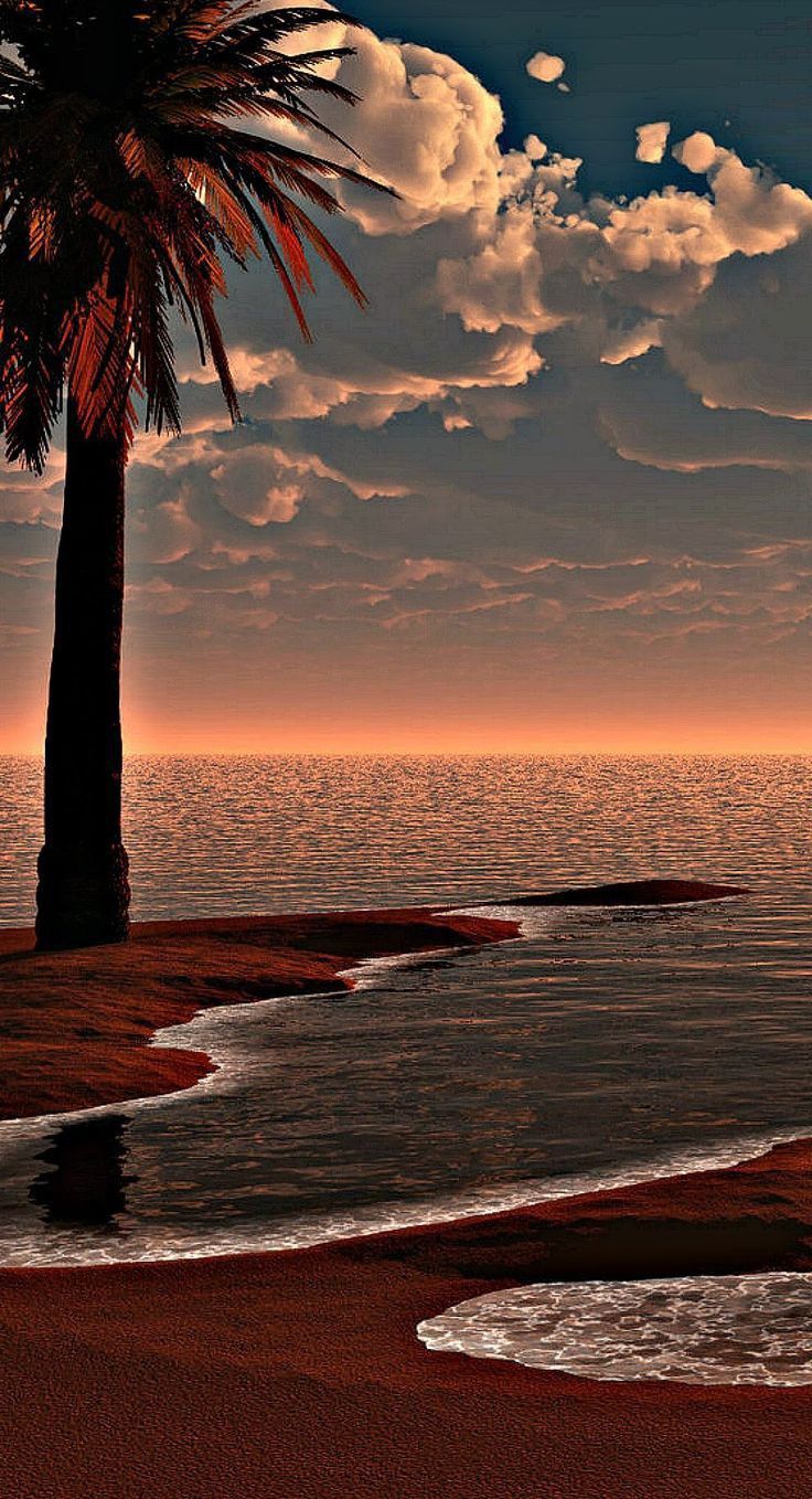 a palm tree sitting on top of a sandy beach next to the ocean under a cloudy sky