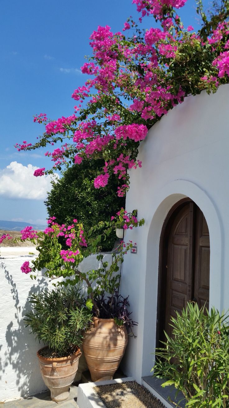 pink flowers growing on the side of a white building