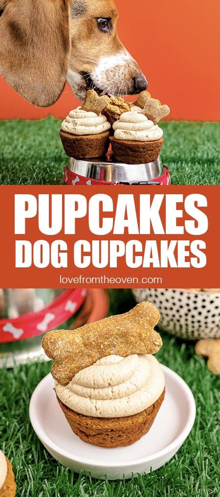 a dog sniffing a cupcake on top of a white plate with the words pupcakes dog cupcakes over it