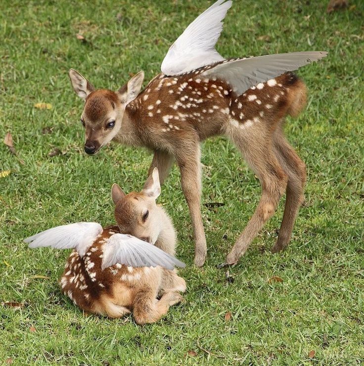 two baby deers are playing with each other in the grass while one looks on