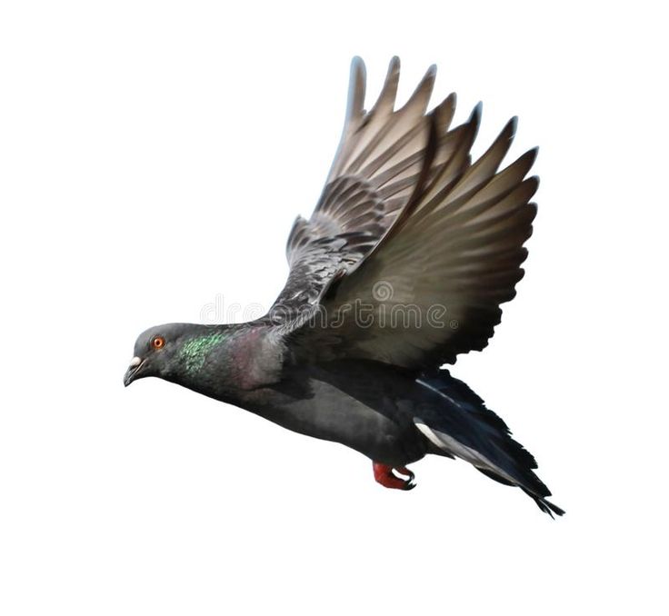 a pigeon flying in the sky with its wings spread