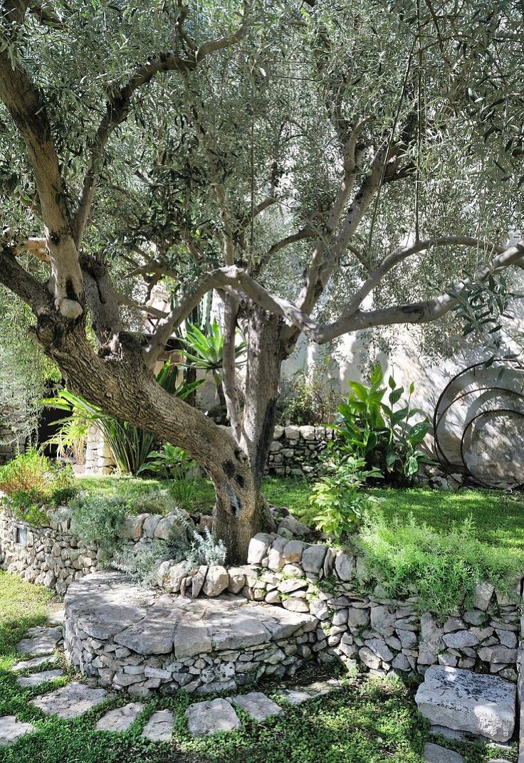 an olive tree in the middle of a garden