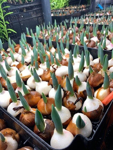 several trays filled with different types of vegetables and plants growing from the top to the bottom