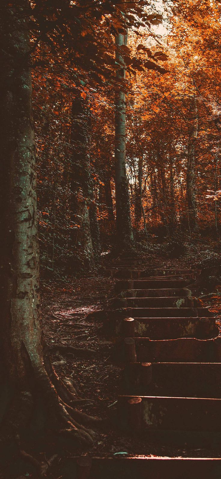 an image of a path in the woods