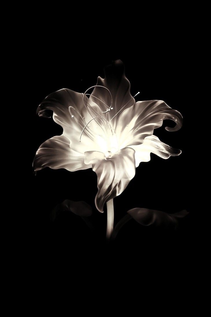 a black and white photo of a flower