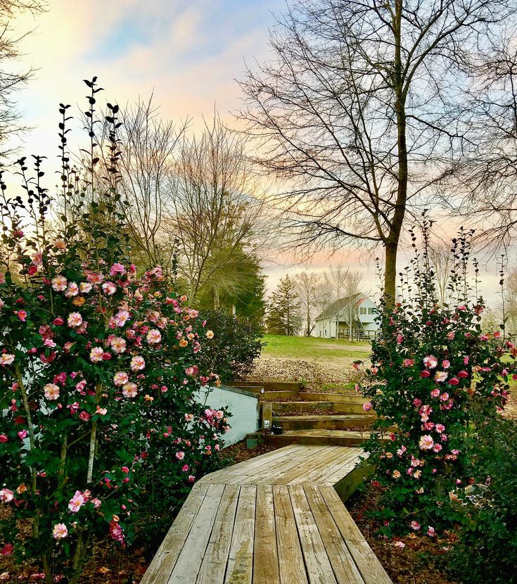 a wooden walkway surrounded by pink flowers in front of some trees and bushes on a cloudy day