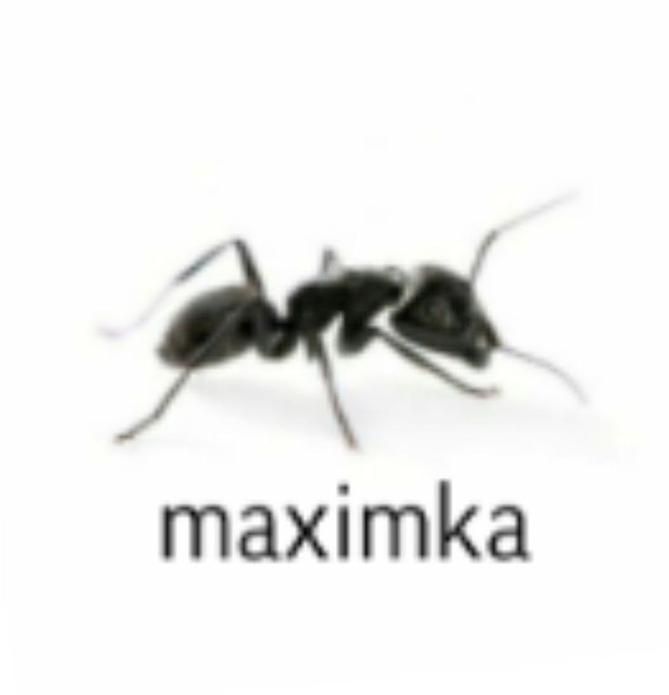 an ant with the word maximum on it's back side and two ants in front of