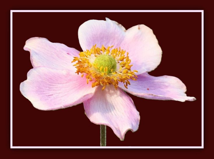 a pink flower with yellow stamens in a white frame on a red background