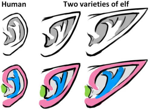 four different types of ears with the words human and two varieties of elf