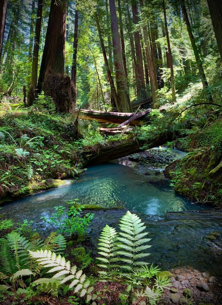 a stream running through a forest filled with lots of green plants and tall, leafy trees