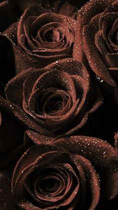 some brown roses with water droplets on them