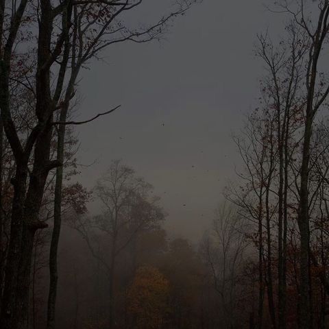 fog in the woods with trees and birds flying by on a dark day at night