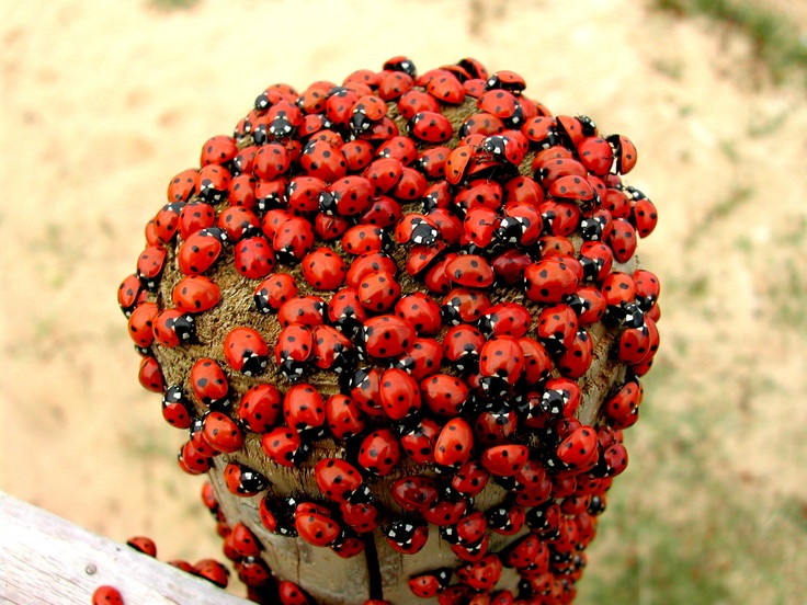 a bunch of ladybugs that are on top of a piece of wood,