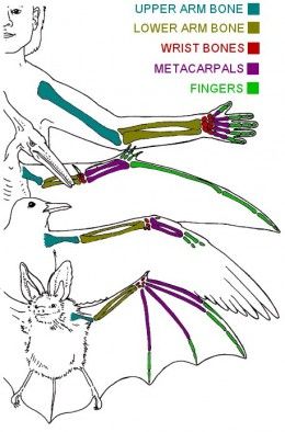 the diagram shows different types of bones and their functions in an animal's body