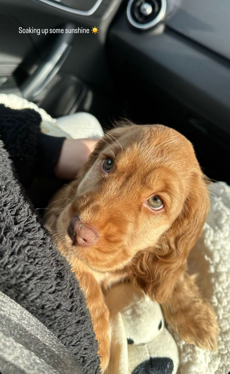 a brown dog sitting on top of a blanket in a car