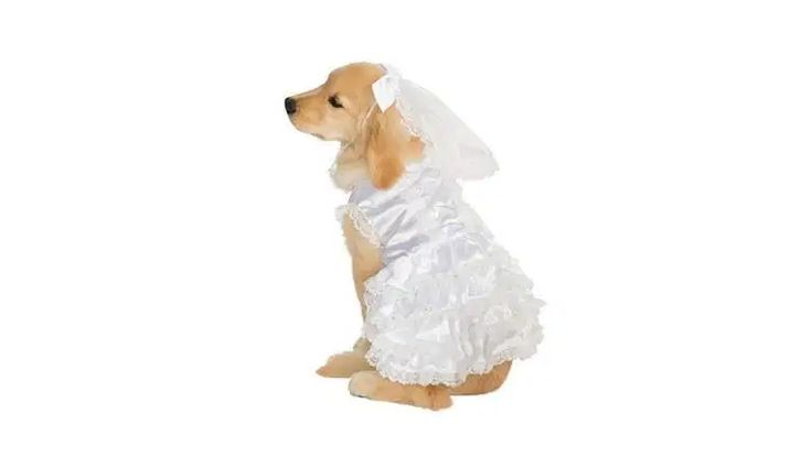 a dog dressed up in a wedding dress