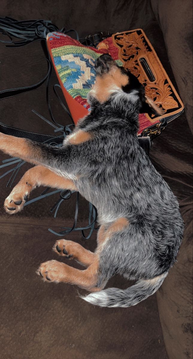 a dog laying on top of a brown couch next to a pillow and book bag