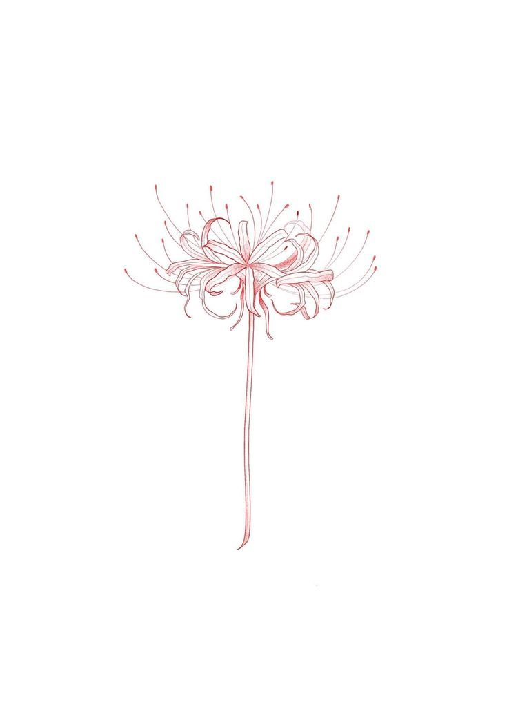 a drawing of a dandelion flower on a white background with red lines in the center