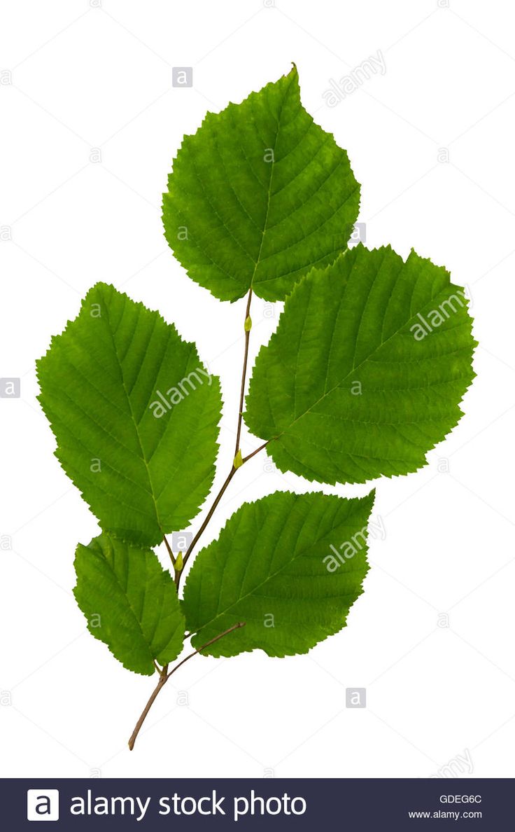 green leaves on white background - stock image