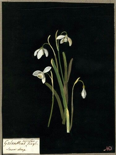 some white flowers on a black background with an old postcard in the foreground