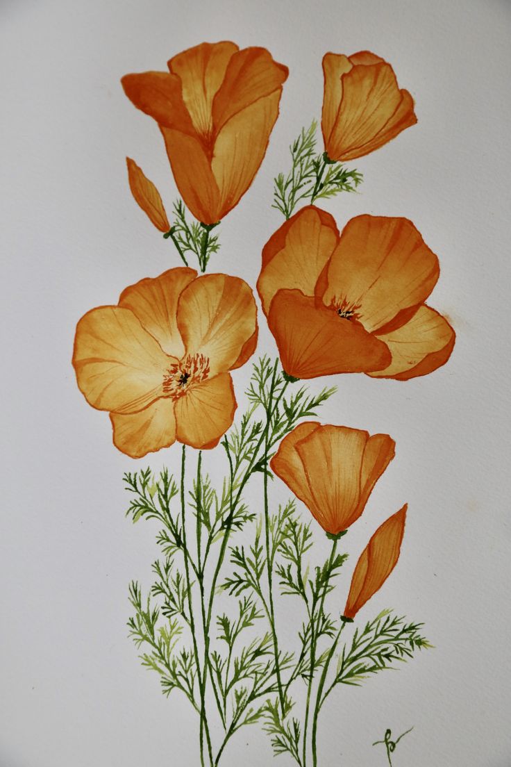 some orange flowers on a white background