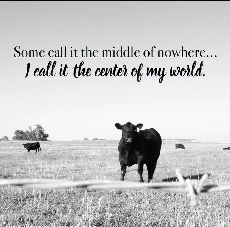 a black and white photo of cows in a field with the words, some call it the middle of nowhere i call it the centers of my world