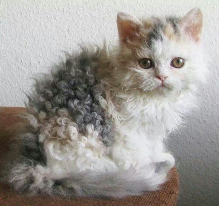 a fluffy cat sitting on top of a couch