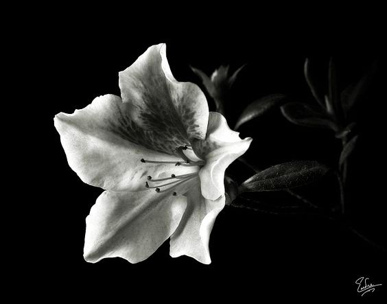 a black and white photo of a flower