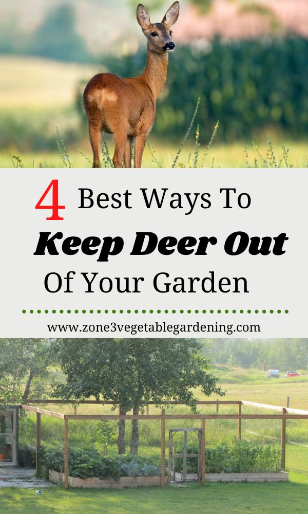 deer standing in the grass with text overlay saying 4 best ways to keep deer out of your garden