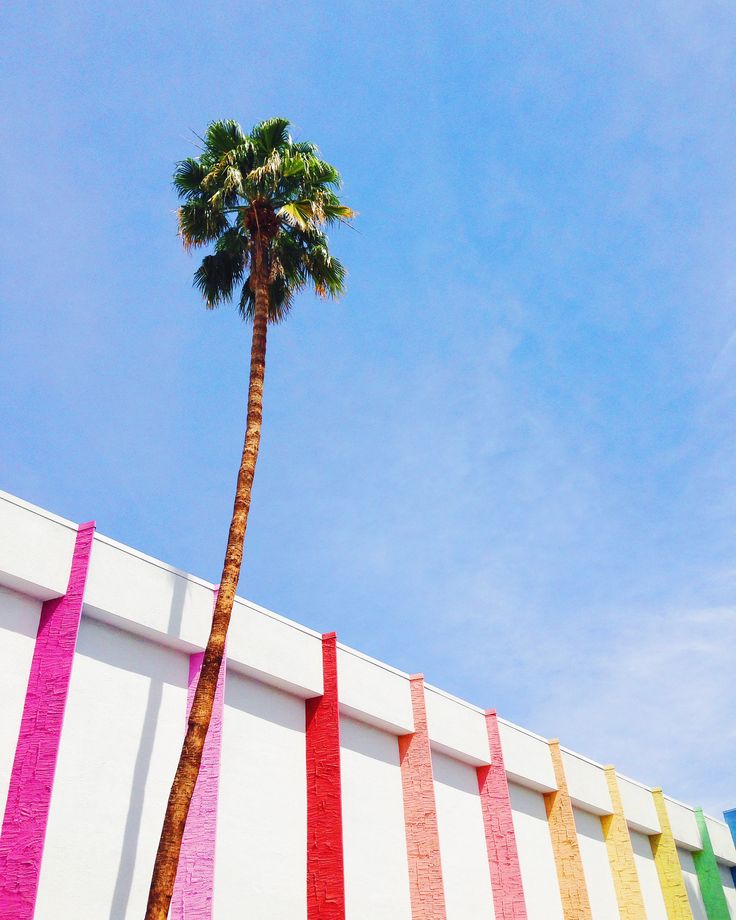 a tall palm tree sitting next to a white wall