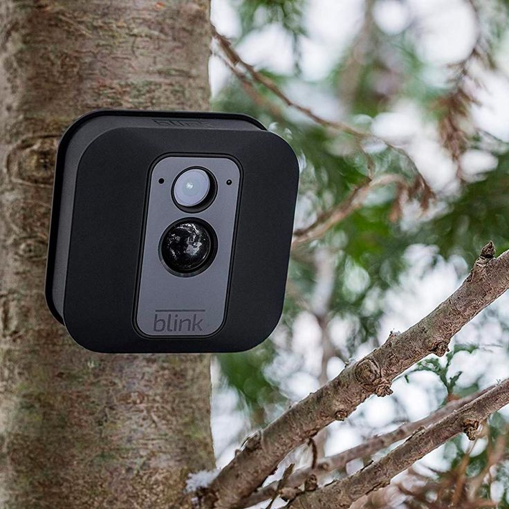 a camera attached to the side of a tree