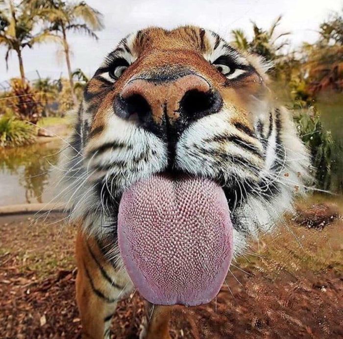 an image of a tiger with its tongue out