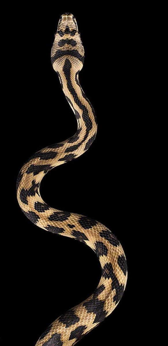 a close up of a snake on a black background