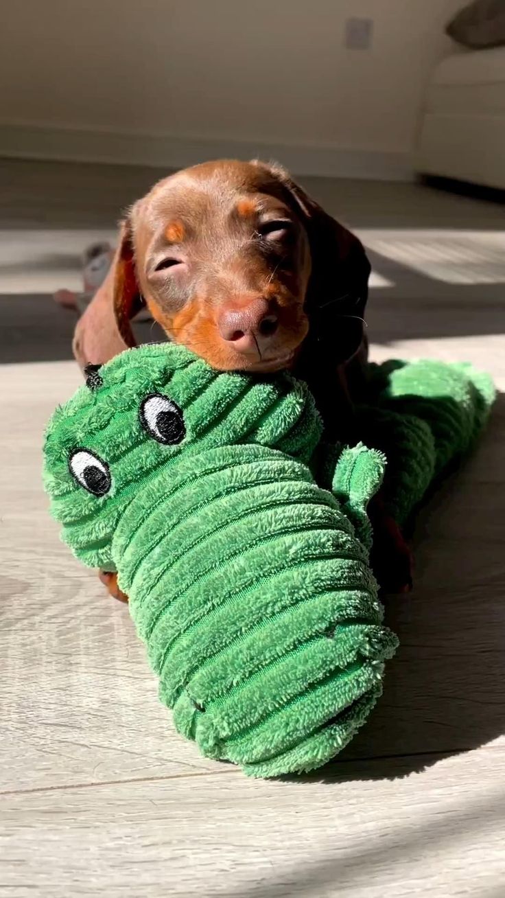 a dachshund dog laying on top of a green stuffed animal